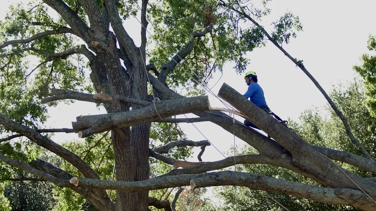 Professional Crown Thinning performed by certified arborists in Duke