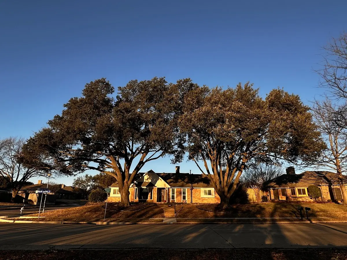 Established residential canopy tree shading a home in Duke